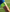 CAPTAINS ARMBAND
