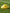 CIGNO MARKER CONES - 10 PACK - YELLOW