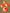 CIGNO MARKER CONES - 10 PACK - ORANGE