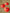 CIGNO MARKER CONES - 10 PACK - RED