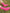 PINK GRIP SOCKS