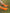 ORANGE GRIP SOCKS