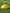 CIGNO MARKER CONES - 10 PACK - YELLOW - Everything Football
